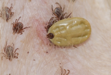 El experto manifiesta que el umbral de los Bos Taurus es de 10 a 15 garrapatas estándar. Foto: zotal.com Ganadería, ganadería colombia, noticias ganaderas, noticias ganaderas colombia, CONtexto ganadero, ganaderos, ganaderos colombia, ganaderos colombianos, parásitos. Garrapatas, garrapatas en colombia, umbral de garrapatas, umbral de garrapatas por animal, umbral de garrapatas por raza bovina en colombia, manejo integrado de garrapatas en bovinos, manejo químico de garrapatas en bovinos, manejo no quimíco de garrapatas en bovinos