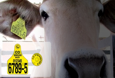 A final de 2012, cuando el programa le fue entregado al Ministerio de Agricultura, ya había identificado y trazado 675 567 bovinos. Foto: llanera.com - ica.gov.co Ganadería, ganadería colombia, noticias ganaderas, noticias ganaderas colombia, CONtexto ganadero, Sinigán, sinigan colombia, sinigán fedegán, Ministerio de Agricultura, Identifica, Trazabilidad, trazabilidad ganado colombia