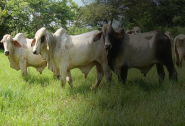 Llevar indicadores que permitan identificar el progreso del ganado en diversas etapas hace que el negocio ganadero progrese y sea rentable. Foto: sites.google.com/site/hablemosdebovinosdg/home/manejo-de-ganado-de-carne índices, Producción, ganadería de carne, trópico bajo, Solla, Forrajes, calidad nutricional, pastos, cebú, cruzamientos, carga por hectárea, novillos a corte, ganancia de peso, ceba, Ganadería, ganadería Colombia, noticias ganaderas Colombia, CONtexto ganadero