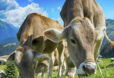 La selección genómica se ha realizado en países desarrollados, pero en Colombia deberíamos realizar estudios para encontrar los marcadores genéticos más favorables a nuestro ambiente. Foto: mundoagropecuario.com Selección genómica ganadería, Genómica ganadería, genoma del ganado, identificación genoma, genes de los bovinos, genes vacas, genómica vacas, genómica ganadería Colombia, Genética Cebú, mejoramiento genético en bovinos, potencial genético de bovinos, progreso genético bovino, coronavirus, coronavirus Colombia, COVID-19, cuarentena, Ganadería, ganadería colombia, noticias ganaderas, noticias ganaderas colombia, CONtexto ganadero