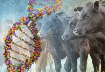 Según los expertos, el uso de la transgénesis y técnicas como la CRISPR/Cas9 podrían mejorar la productividad de las vacas y, con ello, ayudar a disminuir el impacto ambiental. Foto: El Universal - campoindustria.com Tasa de reproducción ayuda al medio ambiente, Tasa de reproducción, mejoramiento genético ayuda al medio ambiente, CRISPR, Vacas modificadas genéticamente, historia de las vacas transgénicas, toro transgénico, vaca transgénica, Genómica ganadería, genoma del ganado, coronavirus, coronavirus Colombia, COVID-19, cuarentena, Ganadería, ganadería colombia, noticias ganaderas, noticias ganaderas colombia, CONtexto ganadero