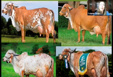 “Las vacas han mejorado su estructura y sistema mamario de tal forma que son consideradas donadoras y campeonas”, sostuvo Tatiane Drumond. Foto: Cortesía. Cómo el cruce Gyr - Girolando ha mejorado este fenotipo en Brasil, Facebook Live, Tatiane Drumond, mejor ubre, animal del trópico, selección, estrategias de reproducción, mejor expresión, condiciones del trópico, mejoramiento genético, cruces, Gy con Pardo, Gyr con Simmental, donadoras, madres, mejor volumen, mejor sistema mamario, campeonas, seleccionar las madres, próximas generaciones, TC 19 control de progenie, noticias de ganadería colombiana, CONtexto ganadero.