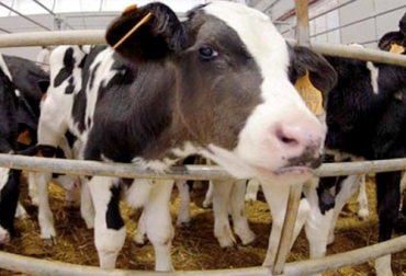 Para la experta, es importante criar animales sanos que sean inmunes a enfermedades en su edad temprana. Foto: ganaderia.com Ganadería, ganadería colombia, noticias ganaderas, noticias ganaderas colombia, CONtexto ganadero, ganaderos, ganaderos colombia, Inmunidad, inmunidad ternera, inmunidad cría, inmunidad preparto bovinos, inmunidad aprto bovinos, importancia inmunidad bovina, etapas de inmunidad bovina