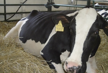 Para el experto, se debe hacer una identificación del animal antes del parto para evaluar que no se presente ningún contratiempo. Foto: tambero.com Ganadería, ganadería colombia, noticias ganaderas, noticias ganaderas colombia, CONtexto ganadero, ganaderos, ganaderos colombia, ganancia de peso, ganancia de peso diaria terneras, nutrición terneras, Bienestar Animal, bienestar animal terneras, productividad terneras, angustia terneras, alimentación, dolor terneras, comportamiento terneras