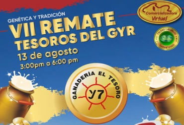 El próximo 13 de agosto se cumple el remate Tesoros del Gyr que ya es una tradición entre los ganaderos de esta raza por la calidad de los animales que allí se presentan. Foto: Cortesía ganadería El Tesoro, remate, Gyr, Gyrolando, virtualidad, fedegan, Asocebú, ricardo barreneche, TvAgro, Genética, leche, Ganadería, ganadería colombia, noticias ganaderas colombia, CONtexto ganadero