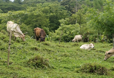 La ganadería viene contribuyendo a reducir los gases de efecto invernadero a través de programas como el de Ganadería Colombiana Sostenible. Foto: blog.ciat.cgiar.org gases efecto invernadero, reducción, ganadería colombiana sostenible, fedegan, sostenibilidad ambiental, emisiones de co2, Panel Intergubernamental de Cambio Climático, estrategias, huella de carbono, Ganadería, ganadería colombia, noticias ganaderas colombia, CONtexto ganadero