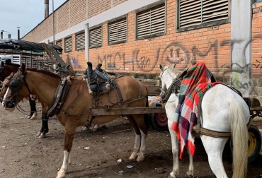 ‘Adopta un caballo, transforma una vida’ es la campaña que viene liderando la Gobernación de Antioquia. Foto: telemedellin.tv Ganadería, ganadería colombia, noticias ganaderas, noticias ganaderas colombia, CONtexto ganadero, adopta un caballo, adopta un caballo antioquia, erradicar vehículos de tracción animal, vehículos tracción animal, zorreros, Gobernación de Antioquia, Adopta un caballo transforma una vida
