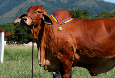 “La vaca 2649-07 es campeona nacional y medalla de oro y se observa su persistente fertilidad, habilidad materna y rusticidad”, resaltó Carlos Alberto Cadavid. Foto: Hacienda El Cucharo. Tres factores que han mejorado la progenie del brahman rojo, desarrollador de ganado, dos medallas de oro, campeonas nacionales, producir mejor estructura, central reproductora, brahman blanco, mejoramiento genético, clon, evolución genética, hembra 2649-07, exactitud de la selección, intervalo entre generaciones, intensidad de selección, fertilidad, habilidad materna y rusticidad, noticias de ganadería colombiana, CONtexto ganadero.