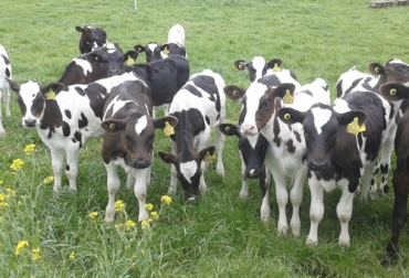 El experto asegura que el amanse de los terneros en los primeros meses de vida permite que desarrollen un mejor comportamiento productivo en laas etapas de desarrollo. Foto: consorciolechero.cl Ganadería, ganadería colombia, noticias ganaderas, noticias ganaderas colombia, CONtexto ganadero, prácticas terneras, amanse terneras, amanse de terneros, amanse bovinos, doma racional, doma racional terneros, doma racional bovinos, ventajas doma racional, crianza terneros, cuidados cria