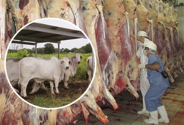 Para obtener un buen resultado en el producto final como es la carne es preciso cumplir estrictamente con parámetros de bienestar animal. Foto: bmeditores.mx - agenciadenoticias.unal.edu.co Bienestar Animal, carne, canal, carne ovina, manejo, beneficio, insensibilizados, sacrificio, degüello, maduración, Hematomas, fracturas, decomiso, capacitación, supervisión, visión panorámica, Ganadería, ganadería colombia, noticias ganaderas colombia, CONtexto ganadero