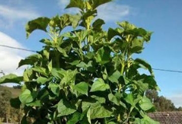 En Nariño se reporta el uso de la colla negra en la alimentación de cuyes y bovinos. Foto: Cortesía Ganadería, ganadería colombia, noticias ganaderas, noticias ganaderas colombia, CONtexto ganadero, colla negra, bondades colla negra, cola negra sistema silvopastoriles, colla negra alimento bovino, alimento bovino, bancos forrajeros mixtos colla negra, Agrosavia, centro de investigación obonuco, gases efecto invernadero