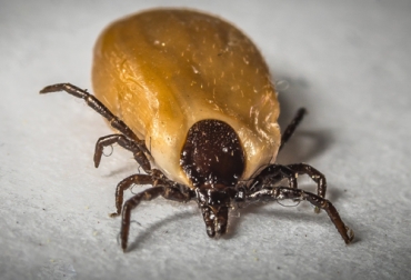 Para el control de la garrapata, el experto recomiendan que conozcan cuáles son los tipos de ectoparásitos que está afectando a los ganados de la finca. Foto: Imagen de Nicooografie en Pixabay Ganadería, ganadería colombia, noticias ganaderas, noticias ganaderas colombia, CONtexto ganadero, garrapatas, ectoparásitos, tratamiento ectoparásitos, tratamiento garrapatas, control de garrapatas, control de garrapatas bovino, control de garrapatas bovina en Colombia, programa control de garrapatas bovina, tipos de garrapatas bovinas, enfermedades garrapatas ganado