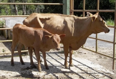 Por medio de la biotecnología reproductiva se busca conservar el recurso genético de las razas criollas por todas las bondades que ofrece. Foto: uniamazonia.edu.co Genética, Criollos, Razas criollas, biotecnología reproductiva, chino santandereano, costeño con cuernos, hartón del valle, lucerna, criollo caqueteño, Santa Gertrudis, FAO, epigenética, genomas, gametos, embriólogo, Ganadería, ganadería colombia, noticias ganaderas colombia, CONtexto ganadero