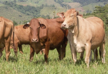 El criollo caqueteño demostró mejores ganancias diarias de peso y mejores valores de peso, así como mayor precocidad frente a cruces bovinos. Foto: selva.com.co criollo caqueteño, criollo caqueteño Colombia, Investigación criollo caqueteño, universidad de la amazonia, razas de ganado criollo Colombia, criollo caqueteño ganancia de peso, registros criollo caqueteño, criollo caqueteño puro, Gustavo Adolfo Celis, Universidad Amazonía Florencia, coronavirus, coronavirus Colombia, COVID-19, cuarentena, Ganadería, ganadería colombia, noticias ganaderas, noticias ganaderas colombia, CONtexto ganadero