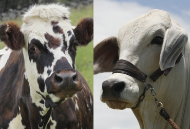 El cruce entre las razas normando y brahman es una buena alternativa para los ganaderos del trópico bajo por las características de los animales que de allí se derivan. Foto: Fedegán - FNG cebú, normando, brahman, Asocebú, asonormando, cruzamientos, trópico bajo, razas cebuinas, rusticidad, adaptabilidad, fertilidad, leche, carne, doble propósito, aptitud materna, Ganadería, ganadería colombia, noticias ganaderas colombia, CONtexto ganadero