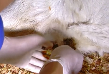 De acuerdo al experto, es recomendable que se sumerja el ombligo del neonato en solución yodada para que no se permita la entrada de microoganismos. Foto: Captura del video https://www.youtube.com/watch?v=sosbIjFvNsk del canal de youtube TvAgro Ganadería, ganadería colombia, noticias ganaderas, noticias ganaderas colombia, CONtexto ganadero, ganaderos, ganaderos colombia, inmunidad terneras, inmunidad ganaderos, calostro, inmunidad terneras calostro, calidad del calostro, concentración de minerales, inmunoglobulinas calostro, cuidados de cría, inmunología cría