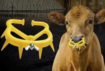 La elección del destetador se debe hacer con cuidado, procurando que el producto escogido no le haga daño a la ubre de la madre. Foto: jersimport.com destete, destetador, soluciones para el destete en terneros, destete en bovinos, destete vacas, destete tradicional, destete anticipado, destete temporario, destete precoz, destete hiperprecoz, tipos de destete, destete en ganado vacuno, destete terneros, coronavirus, coronavirus Colombia, COVID-19, cuarentena, Ganadería, ganadería colombia, noticias ganaderas, noticias ganaderas colombia, CONtexto ganadero