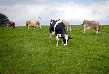 El tratamiento de las proteínas en la dieta de las vacas reduce más de un 10 % la emisión de metano en la fermentación ruminal. Foto: Jesús David Martínez - UNAL. Ganadería, ganadería colombia, noticias ganaderas, noticias ganaderas colombia, CONtexto ganadero, dieta, dieta para bovinos, hay dietas para bovinos bajas en metano, cómo reducir las emisiones de metano de las vacas, dietas para las vacas bajas en metano, hay dietas bajas en metano, universidad nacional, agencia de noticias UN