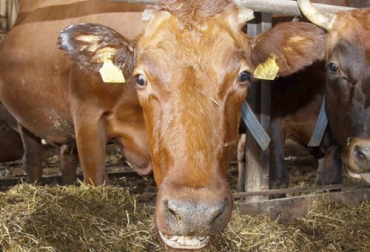El dolor en los bovinos trae como consecuencia la caída de la producción de leche y rentanbilidad. Foto: bmeditores.mx Ganadería, ganadería colombia, noticias ganaderas, noticias ganaderas colombia, CONtexto ganadero, dolor, dolor en los bovinos, demostración dolor animales demostración dolor ganado, patologías dolor ganado, implicaciones dolor en animales, implicaciones dolor bovinos, indicadores dolor bovinos, consecuencias dolor bovino