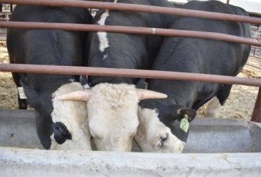 A cada lado de la imagen aparecen las dos terneras que nacieron sin cuernos tras la modificación de sus genes. Foto: discovermagazine.com / Alison Van Eenennaam Edición genética bienestar animal, transgénesis, modificación genética en vacas, modificación genética bovinos, mejoramiento genético ayuda al medio ambiente, CRISPR, Vacas modificadas genéticamente, historia de las vacas transgénicas, toro transgénico, vaca transgénica, Genómica ganadería, genoma del ganado, coronavirus, coronavirus Colombia, COVID-19, cuarentena, Ganadería, ganadería colombia, noticias ganaderas, noticias ganaderas colombia, CONtexto ganadero