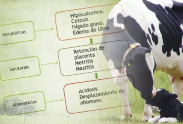Dentro de las enfermedades del periodo de transición de la vaca están la metritis, el hígado graso y la mastitis. Foto: infortambo.cl - Bayer - TvGan Ganadería, ganadería colombia, noticias ganaderas, noticias ganaderas colombia, CONtexto ganadero, periodo de transición, periodo de transición de la vaca, suplementación periodo de transición de la vaca, enfermedades periodo de transición de la vaca
