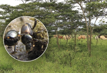 Uno de los elementos del paisaje ganadero recientemente reconocido, es la función ecológica que cumplen los escarabajos, conocidos como coprófagos o estercoleros, al alimentarse y desarrollar su ciclo de vida asociado al excremento del ganado. Foto: Cortesía Ganadería, ganadería colombia, noticias ganaderas, noticias ganaderas colombia, CONtexto ganadero, Instituto Humboldt, Instituto Humboldt escarabajos, importancia de los escarabajos, escarabajos estercoleros, necesidad de los escarabajos para la ganadería, ganadería y escarabajos