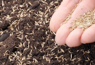 Para escoger una semilla, es importante que el productor proyecte su inversión a 5 años. Foto: jardinplantas.com Ganadería, ganadería colombia, noticias ganaderas, noticias ganaderas colombia, CONtexto ganadero, semillas, escogencia de semillas, compra de semilas, compra de semillas finca, cuál semilla compro, qué semilla compro, qué semilla le sirve a mi finca, semillas para pasturas, semillas para fincas, ganaderos, ganaderos colombia