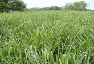 Para el óptimo establecimiento de las pasturas, el productor debe seguir unos protocolos que garanticen la eficiencia del material. Foto: ecologiasocebu.blogspot.com ganadería, ganadería colombia, noticias ganaderas, noticias ganaderas colombia, contexto ganadero, control de malezas, establecimiento de pasturas, optimización de pasturas, escogencia de pasturas, selección de semillas, análisis de suelos en fincas, cuidados de suelos en fincas, aireación de suelo en fincas