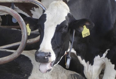 El experto expresa que una de las consecuencias del estrés es el bloqueo de la reproducción. Foto: panarmix.com Ganadería, ganadería colombia, noticias ganaderas, noticiast ganaderas colombia, CONtexto ganadero, ganaderos, ganaderos colombia, estrés bovino, afectaciones estrés bovino, afectaciones reproductivas estrés bovino, reproductividad animal, reproductividad bovina
