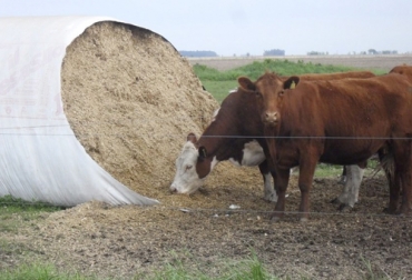 Los forrajes conservados se constituyen en una gran alternativas para los productores de ganado de leche en la región de Guatavita, según estudio. Foto: elabcrural.com forrajes conservados, Silos, kikuyo, avena, emsilaje, Guatavita, variabilidad climática, planeación, explotaciones lecheras, vacas, alimento, materia seca, Competitividad, nuevas tecnologías, suplementación, Ganadería, ganadería colombia, noticias ganaderas colombia, CONtexto ganadero
