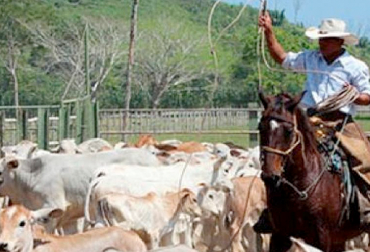 “Los ganaderos no nos detenemos, seguimos siempre adelante, superando todos los obstáculos que se nos presenten”, sostuvo Juan Carlos Romero. Foto: elheraldo.co “Los ganaderos son unos verdaderos héroes”: Juan Carlos Romero, no detuvieron sus actividades, arraigada cultura sanitaria, celebración del Día Nacional del Ganadero, instalaciones de Asogasucre, producción de alimentos, alimentos de primera necesidad, alimentos de la canasta familiar, ganaderos no se detienen, superan todos los obstáculos, Asogasucre, alimentos indispensables para la salud, carne y la leche, alta proteína y nutrición, pandemia, vacunaron el 99,5 % del hato, cultura sanitaria, condecorar