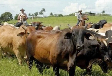 Una radiografía de los productores dedicados a la ganadería de carne muestra que en su mayoría son adultos, con bajo nivel de escolaridad pero con protección en salud, entre otros aspectos. Foto: oiganoticias.com Cadena cárnica, UPRA, productores, transformadores, educación, salud, empleo, remuneración, violencia, delincuencia, plan de ordenamiento productivo, contrato laboral, seguridad social, relevo generacional, Ganadería, ganadería colombia, noticias ganaderas colombia, CONtexto ganadero