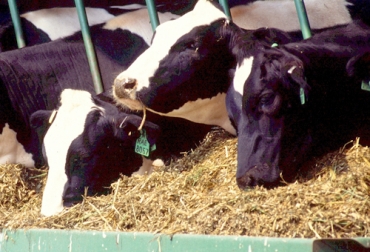 Las terneras son mucho más eficientes en índice de conversión de alimentos en ganancia corporal durante los primeros meses de vida. Foto: pxhere.com ternera, recría, novilla, reproductoras, hato ganadero, ganancia de peso, Bienestar Animal, índice de conversión, consumo, pienso, destete, proteína, fibra, grasa, Ganadería, ganadería colombia, noticias ganaderas colombia, CONtexto ganadero