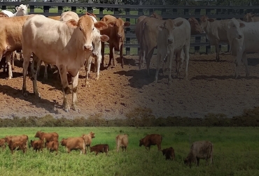 Para empezar a superar las imperfecciones de la cadena cárnica colombiana se deben producir novillos con una edad no superior a 30 meses, con 550 kg de peso vivo y rendimiento en canal fría superior al 55 %, afirma Edmond Gutiérrez, Ingeniero Agrónomo Especialista en Nutrición Animal Sostenible. Foto: Cortesia criterios para vender novillos o toros gordos, Precio del ganado bovino, vender novillo, vender toros gordos, peso del novillo para la venta, peso del ganado gordo para la venta, rendimiento de la canal, cuánto dinero cuesta producir un kilogramo de peso vivo de un bovino, peso de los machos gordos producidos en Colombia y comercializados en pie, Tame (Arauca), la merma en la producción cárnica bovina, Bos Taurus, rendimiento en canal fría, engrasamiento durante la fase final del engorde, cruzamiento de la