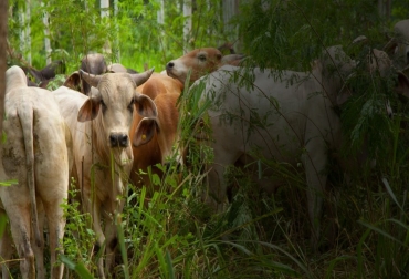 Aunque Colombia tiene un desarrollo muy importante en ganadería sostenible, todavía hay espacio para seguir creciendo y aprovechando todas las bondades que ofrece este sistema para la rentabilidad del productor. Foto: Fedegán - FNG silvopastoril, Ganadería Sostenible, árboles, arbustos, maderables, Agua, Cipav, fedegan, Medio Ambiente, productividad, leche, carne, pastoreo, setos forrajeros, ramoneo, Ganadería, ganadería colombia, noticias ganaderas colombia, CONtexto ganadero