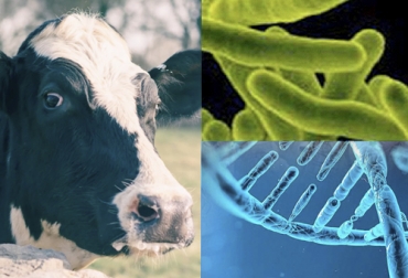 A través de la genética se sigue avanzando en la investigación de enfermedades como la tuberculosis bovina que tiene un efecto económico importante en los negocios ganaderos. Foto: diarioveterinario.com - okdiario.com - uab.cat tuberculosis bovina, Genética, científicos, mapear genes, células inmunes, enfermedad, bacterias, cromosomas, macrófagos, epigenómica, Vacuna, prueba cutánea, Ganadería, ganadería colombia, noticias ganaderas colombia, CONtexto ganadero