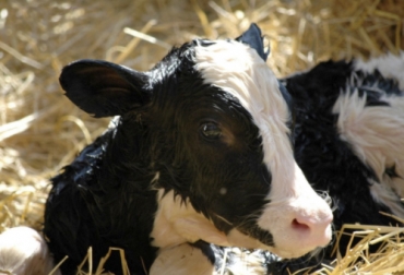 Una de las incidencias de la diarrea neonatal es la pérdida de la genética. Foto: engormix.com Ganadería, ganadería colombia, noticias ganaderas, noticiast ganaderas colombia, CONtexto ganadero, ganaderos, ganaderos colombia, preparto, cuidado preparto novilla, cuidado preparto vaca, Amanse, importancia de amanse, importancia de amanse en preparto, importancia de amanse parto, cuidados parto