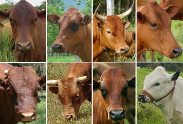 La falta de datos precisos sobre ganado bovino criollo dificulta conocer el verdadero rendimiento de este tipo de animales. Foto: Fedegán Razas criollas, colombianas, Colombia, hato, ganaderos, razas, adaptabilidad, criollo caqueteño, criollo caqueteño Colombia, Investigación criollo caqueteño, universidad de la amazonia, razas de ganado criollo Colombia, razas criollas Colombia, registros criollo caqueteño, criollo caqueteño puro, Gustavo Adolfo Celis, Universidad Amazonía Florencia, Ganadería, ganadería colombia, noticias ganaderas, noticias ganaderas colombia, CONtexto ganadero, contextoganadero