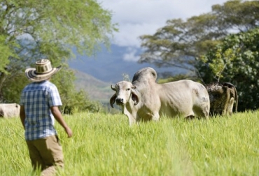 El Ciat viene trabajando en el mejoramiento de forrajes tropicales porque es un factor determinante en la productividad y rentabilidad del hato ganadero. Foto: ccafs.cgiar.org CIAT, forraje, pastoreo, suplementación, eficiencia, productividad, enfermedades, AMBIENTE, banco de germoplasma, accesiones, Agrosavia, productores, Ganadería, ganadería colombia, noticias ganaderas colombia, CONtexto ganadero