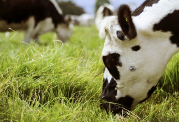 Existen diferentes aspectos a tener en cuenta para disponer de una pastura de calidad que se refleje en la conversión de carne o leche. Foto: infortamboandina.co pastura, productividad, hato, sistemas pastoriles, tasa de conversión, fertilización, macollo, rebrote, factores ambientales, Ganadería, ganadería colombia, noticias ganaderas colombia, CONtexto ganadero