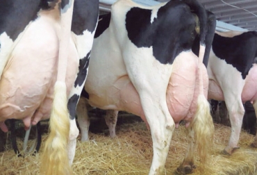 Durante el periodo del secado, la involución activa es uno de los momentos más importantes. Foto: ganaderia.com Ganadería, ganadería colombia, noticias ganaderas, noticias ganaderas colombia, CONtexto ganadero, secado de la ubre, proceso de secado de la ubre, consecuencias del mal secado de la ubre, periodo del secado de la ubre, fases del secado de la ubre, mastitis, riesgos de mastitis