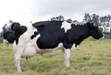 Dependiendo de la enfermedad, el aborto en vacas se puede presentar desde el primer mes o el noveno. Foto: amanecerrural.com.ar Aborto en vacas, enfermedades aborto vacas, aborto bovino, aborto vacas, momento aborto vacas, frecuencia aborto vacas, aborto, frecuencia, alta frecuencia, sintomas, patología, hembra, vaca, Colombia, regiones, bacterianas, virales, Brucelosis, leptospiras, hemoparásitos, babesia, Diarrea Viral Bovina, IBR, coronavirus, COVID-19, cuarentena, Ganadería, ganadería colombia, noticias ganaderas, noticias ganaderas colombia, CONtexto ganadero