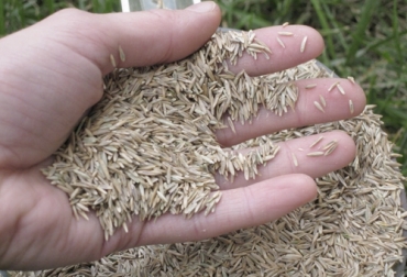 Una de las cosas que no se ve al comprar material para establecimiento de pasturas es la calidad de la semilla, encontrando que muchas no cumplen con su función de germinación. Foto: hablemosdeculturas.com Ganadería, ganadería colombia, noticias ganaderas, noticias ganaderas colombia, CONtexto ganadero, semillas, escogencia de semillas, compra de semilas, compra de semillas finca, cuál semilla compro, qué semilla compro, qué semilla le sirve a mi finca, semillas para pasturas, semillas para fincas, ganaderos, ganaderos colombia