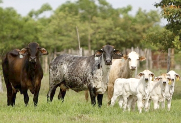 Para el experto, el amanse es un proceso que genera muchos beneficios para el proceso del parto, de tal forma que el animal esté más familiarizado con el operador. Foto: pinterest.com/softganaderosg Ganadería, ganadería colombia, noticias ganaderas, noticias ganaderas colombia, CONtexto ganadero, ganaderos, ganaderos colombia, preparto, cuidado preparto novilla, cuidado preparto vaca, Amanse, importancia de amanse, importancia de amanse en preparto, importancia de amanse parto, cuidados parto