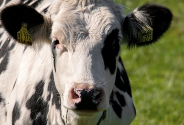 La respuesta inmune innata permite que existan especies de animales que sean más susceptibles a cierto tipo de enfermedades. Foto: ganaderia.com Ganadería, ganadería colombia, noticias ganaderas, noticiast ganaderas colombia, CONtexto ganadero, ganaderos, ganaderos colombiarespuesta inmune, división respuesta inmune, respuesta inmune innata, respuesta innume adquirida, implicaciones respuesta inmune, factores nutricionales bovinas
