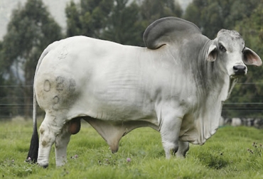 Un toro reproductor debe cumplir con funciones importantes dentro de la ganadería, razón por la que la selección debe ser un proceso de análisis exhaustivo. Foto: egenetica.com Ganadería, ganadería colombia, noticias ganaderas, noticias ganaderas colombia, CONtexto ganadero, toro, selección de toro, selección de toro de cría, Reproducción toros, genómica toro, escogencia de toro reproductor, respaldo genealógico toros, registro de toros