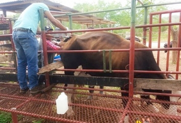 El experto asegura que el cuidado de los animales provenientes de transferencia de embriones es vital para el desarrollo y aporte productivo del animal. Foto: perulactea.com ganadería, ganadería colombia, noticias ganaderas, noticias ganaderas colombia, contexto ganadero, cría de ternero, transferencia de embriones, cría de embriones, cuidado de embriones, cuidados de la cría, primeros días de vida del ternero, alimentación del ternero, suplementación del ternero, concentrado para terneros