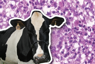El comité técnico-científico de Fedegán busca que las consideraciones sobre el Programa Nacional de Tuberculosis Bovina puedan ser trabajadas con el ICA en un diálogo abierto y franco. Foto: britannica.com - Fedegán Tuberculosis bovina, proyecto resolución tuberculosis 2020, Programa Nacional de Tuberculosis Bovina, Mycobacterium tuberculosis, Robert Koch, Instituto Colombiano Agropecuario, ICA, Colombia, Federación Colombiana de Ganaderos, fedegan, Fondo Nacional del Ganado, FNG, salud y bienestar animal, Fedegán-FNG, Buenas Prácticas Ganaderas, BPG, estatus de libre de tuberculosis, coronavirus, coronavirus Colombia, COVID-19, cuarentena, Ganadería, ganadería colombia, noticias ganaderas, noticias ganaderas colombia,