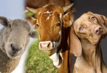 La investigación analizó el comportamiento de ovejas, vacas y perros antes y durante los terremotos. Foto: Imágenes de sandid - Péter Göblyös - Rudy and Peter Skitterians en Pixabay Terremotos vacas, estudio sobre terremotos vacas, Bovinos presienten los temblores previamente, bovinos sienten partículas en el aire, estudio sobre detección de terremotos, estudio Alemania vacas perros ovejas terremotos, coronavirus, coronavirus Colombia, COVID-19, cuarentena, Ganadería, ganadería colombia, noticias ganaderas, noticias ganaderas colombia, CONtexto ganadero