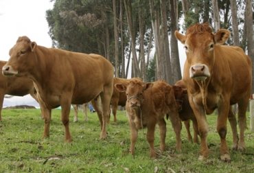 El ciclo de alta fertilidad se refiere a preñar a las vacas antes de los 130 días de producción en leche con una condición corporal entre entre 2,5 y 3. Foto: Fedegán Ciclo de alta fertilidad, ciclo alta fertilidad en vacas, porcentaje de fertilidad en bovinos, que es fertilidad en bovinos, fertilidad del toro, que es la infertilidad en animales, que es esterilidad en animales, reproducción bovina en colombia, factores que afectan la fertilidad en vacas, factores que afectan la fertilidad en vacunos, ganado bovino, ganadería bovina, Ganadería, ganadería colombia, noticias ganaderas, noticias ganaderas colombia, CONtexto ganadero, contextoganadero